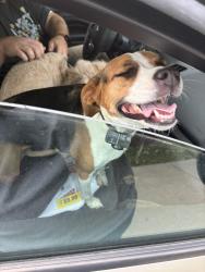Found/Stray Female Dog last seen Roamin Rd, Greenwood, IN 46142