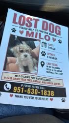 Lost Male Dog last seen Slover and Santa ana, Fontana, CA 92337