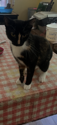 Lost Female Cat last seen Sweetwater church Road, Douglasville, GA 30134