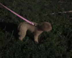 Reunited Unknown Dog last seen 152nd st hmstd Fl, Homestead, FL 33033