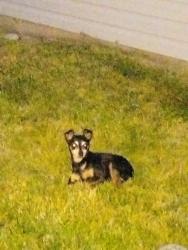 Found/Stray Unknown Dog last seen Hamble and Bogey, Indianapolis, IN 46235
