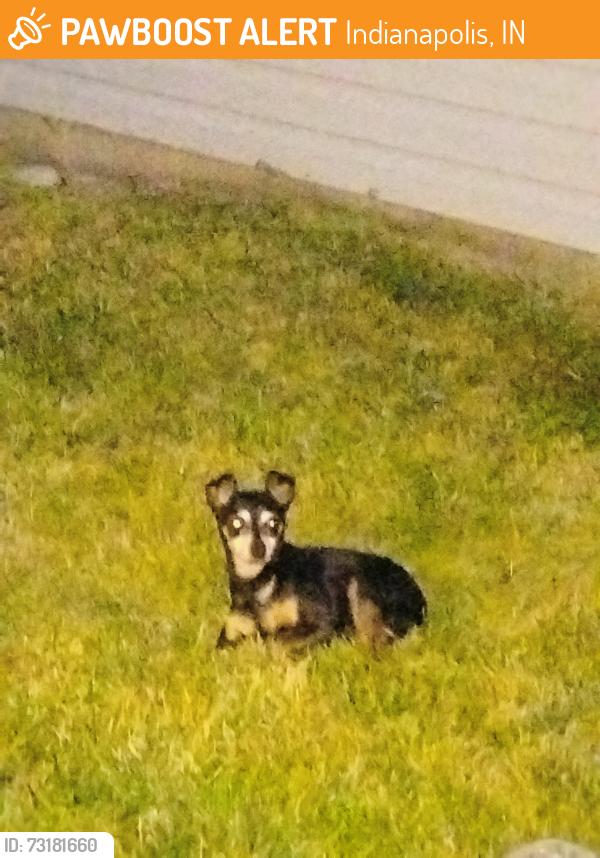 Found/Stray Unknown Dog last seen Hamble and Bogey, Indianapolis, IN 46235