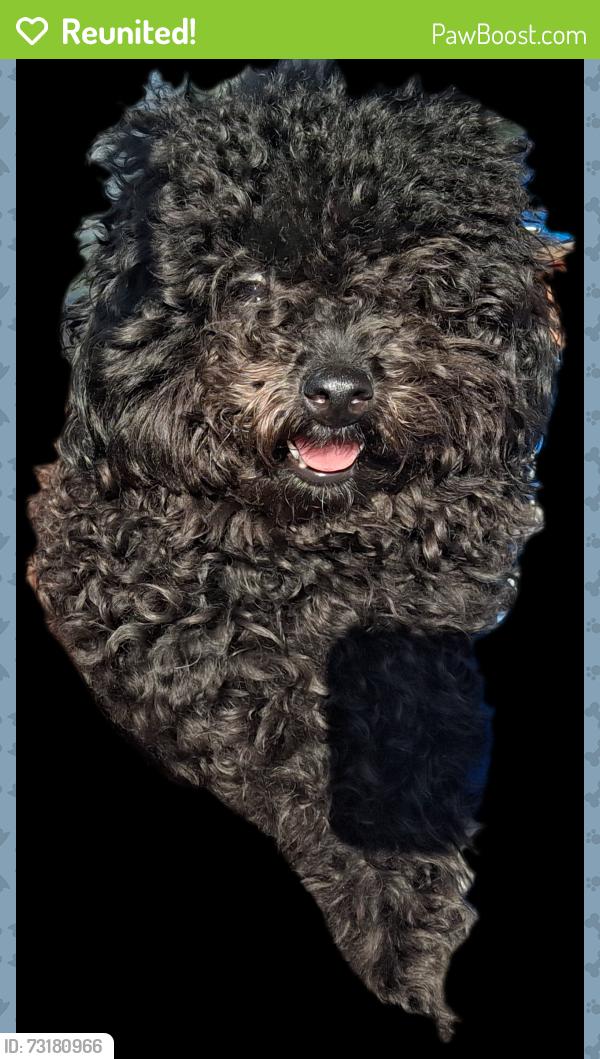 Reunited Female Dog last seen Near Street, Cutler Bay, Cutler Bay, FL 33189