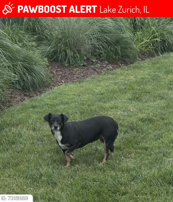 Lost Female Dog last seen Johnathan Road, Lake Zurich, IL 60047