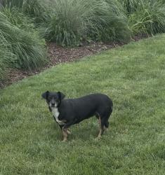 Lost Female Dog last seen Johnathan Road, Lake Zurich, IL 60047