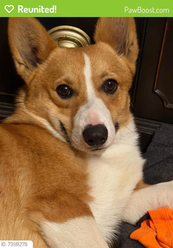 Reunited Male Dog last seen Jurupa Valley, Ca, Jurupa Valley, CA 91752