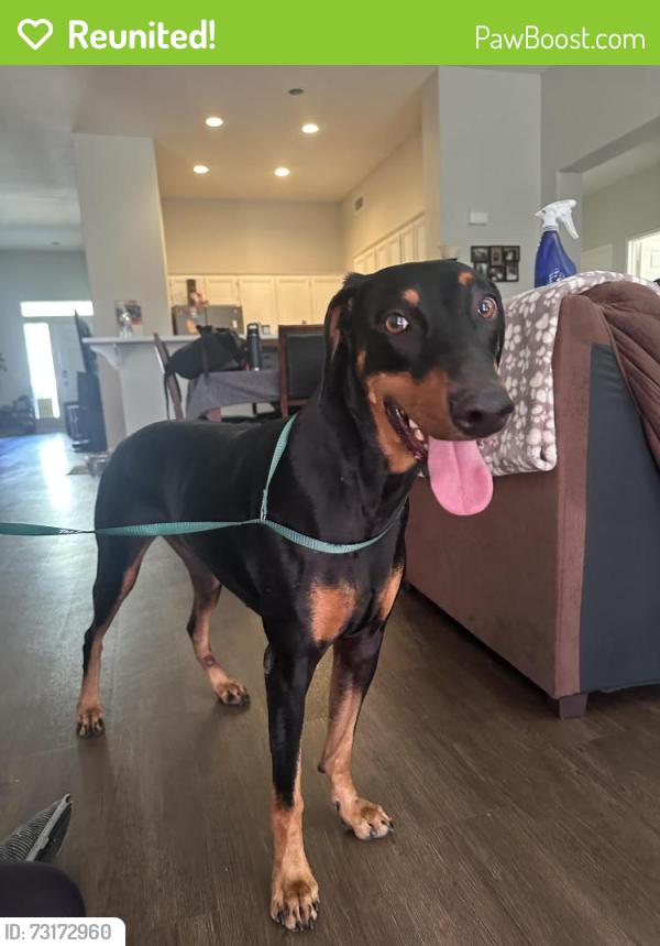 Reunited Female Dog last seen Coyote Mesa dr, palomino creek, moqui, Temescal Valley, CA 92883