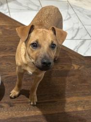 Found/Stray Male Dog last seen Quiktrip 11th and Garnett, Tulsa, OK 74128