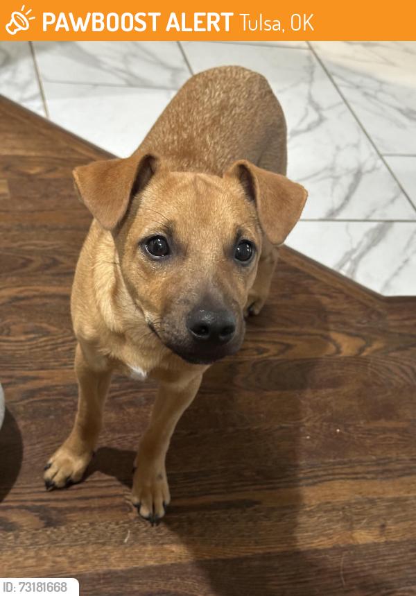 Found/Stray Male Dog last seen Quiktrip 11th and Garnett, Tulsa, OK 74128