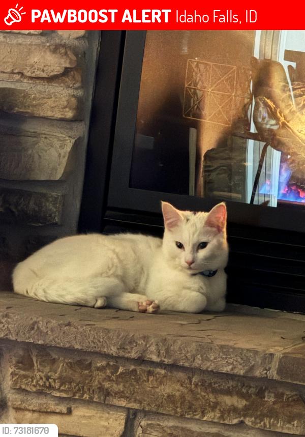 Deceased Male Cat last seen Henry Creek Road, Idaho Falls, ID 83406