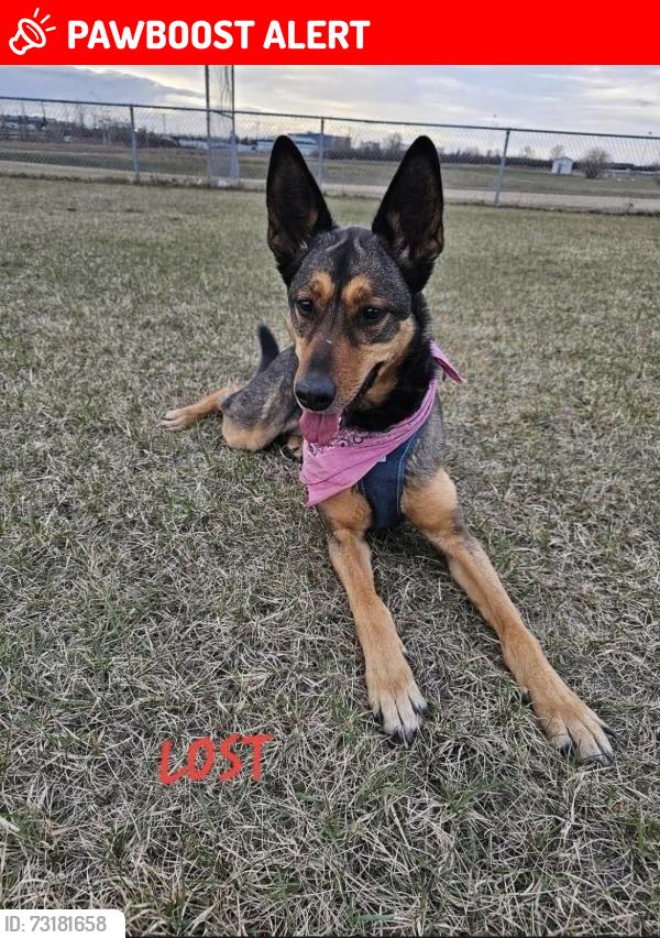 Lost Female Dog last seen Near LTS on C&E trail, Red Deer County, AB 