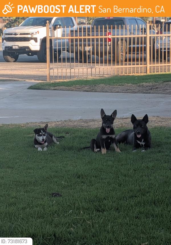 Found/Stray Female Dog last seen Western Ave & Highland Ave, San Bernardino, CA 92407