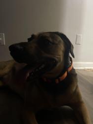 Reunited Female Dog last seen Paul avenue, Florissant, MO 63031