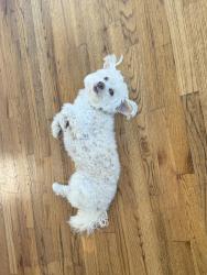 Lost Male Dog last seen Hoffman Blvd, Richmond, CA 94804