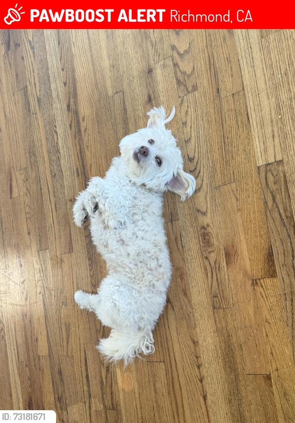 Lost Male Dog last seen Hoffman Blvd, Richmond, CA 94804