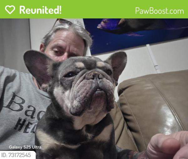 Reunited Female Dog last seen Near Ave north and 37th street, St. Petersburg, FL 33713