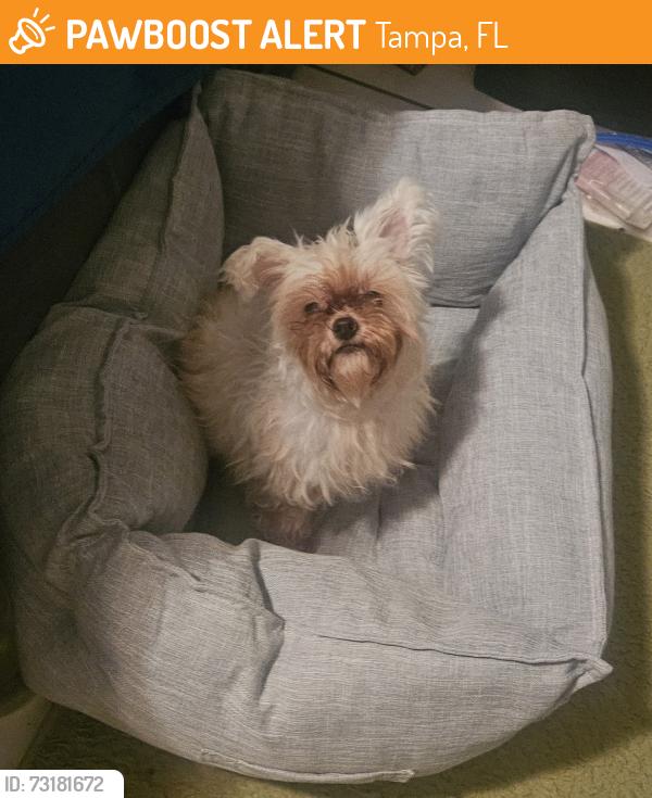 Found/Stray Female Dog last seen W Leroy St and Armenia Av, Tampa, FL 33607