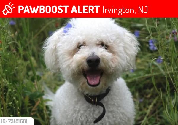 Lost Male Dog last seen Near Becker terrace and Springfield ave., Irvington, NJ 07111