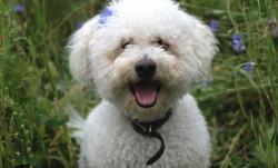 Lost Male Dog last seen Near Becker terrace and Springfield ave., Irvington, NJ 07111