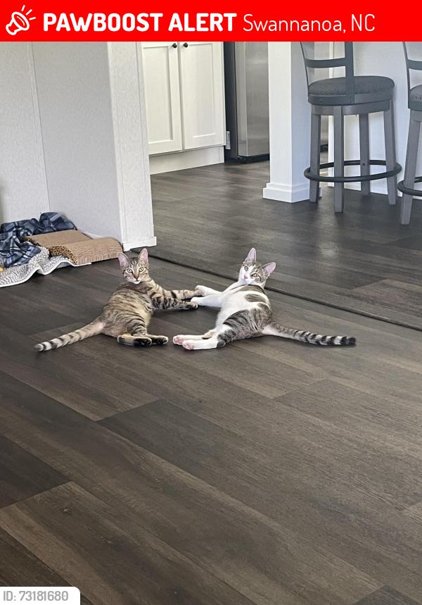 Lost Male Cat last seen Buckeye cove rd, Swannanoa, NC 28778