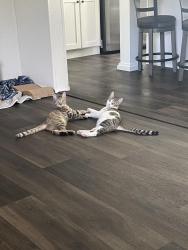 Lost Male Cat last seen Buckeye cove rd, Swannanoa, NC 28778
