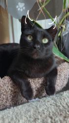 Lost Male Cat last seen Desoto 22nd south, Naples, FL 34117