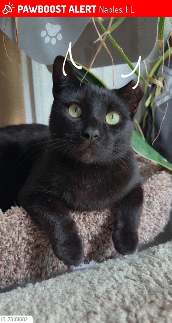 Lost Male Cat last seen Desoto 22nd south, Naples, FL 34117