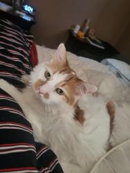 Reunited Male Cat last seen Near Farringdon/Drakefield/250th/260th, Euclid, OH 44132