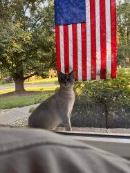 Found/Stray Unknown Cat last seen Montgomery Rd, Montgomery, OH 45242