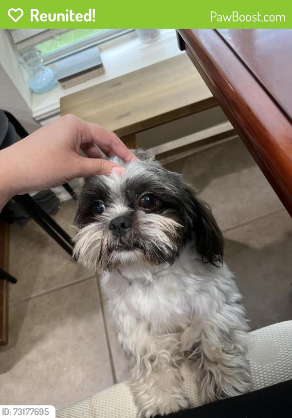Reunited Male Dog last seen Forest Heights lane & Westhall lane, Houston, TX 77095