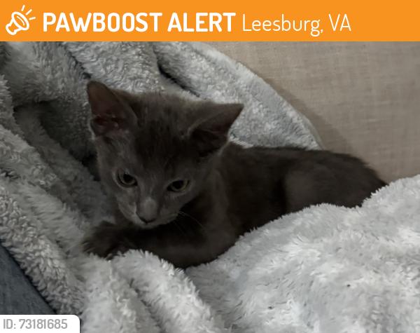 Found/Stray Unknown Cat last seen Intersection of Edwards Ferry and Woodberry Rd, Leesburg, VA 20176