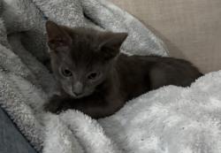 Found/Stray Unknown Cat last seen Intersection of Edwards Ferry and Woodberry Rd, Leesburg, VA 20176