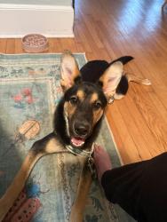 Found/Stray Male Dog last seen Daydrinkers coffee shop, Greenville, SC 29609