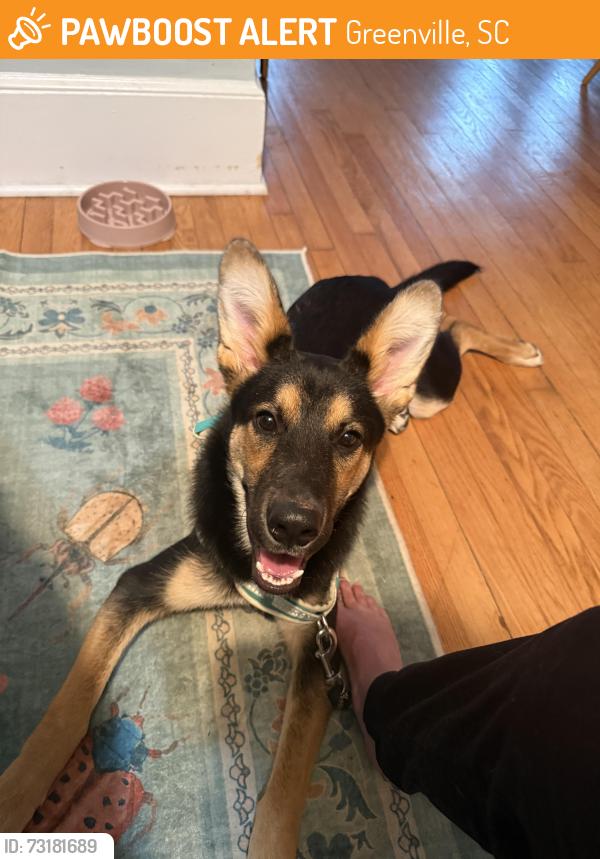 Found/Stray Male Dog last seen Daydrinkers coffee shop, Greenville, SC 29609