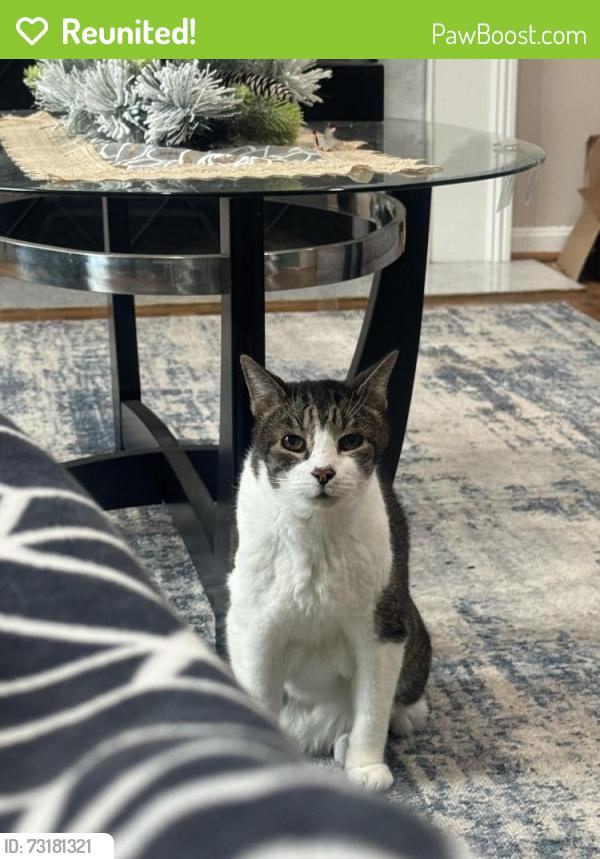Reunited Male Cat last seen Prichard and Amherst, Wheaton-Glenmont, MD 20902