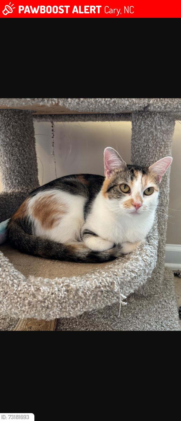 Lost Female Cat last seen Near Trappers Run drive, Cary, NC 27513
