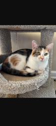 Lost Female Cat last seen Near Trappers Run drive, Cary, NC 27513