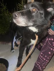 Found/Stray Female Dog last seen East Beaver creek, Powell, TN 37849
