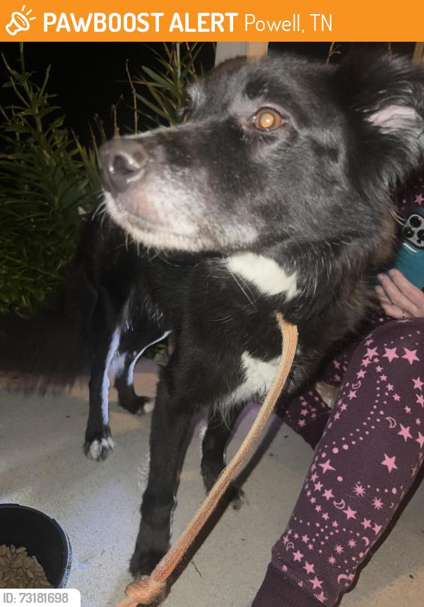 Found/Stray Female Dog last seen East Beaver creek, Powell, TN 37849