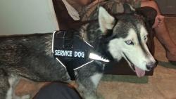 Lost Female Dog last seen RGV Food Back where they sell fish and shrimp, Pharr, TX 78577