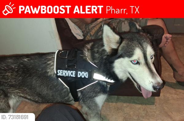 Lost Female Dog last seen RGV Food Back where they sell fish and shrimp, Pharr, TX 78577