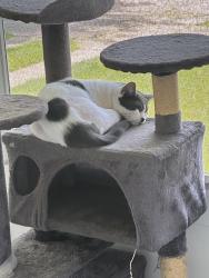 Reunited Female Cat last seen Near Flamingo Ave, Cleveland, OH 44135, USA, Cleveland, OH 44135