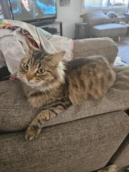 Lost Female Cat last seen Gaddes park, Bovey st, boundary Rd, Beenleigh Rd, Bannoon Station, Acacia ridge, Sunnybank , Runcorn and Sunnybank Hills are surrounding areas, Coopers Plains, QLD 4108