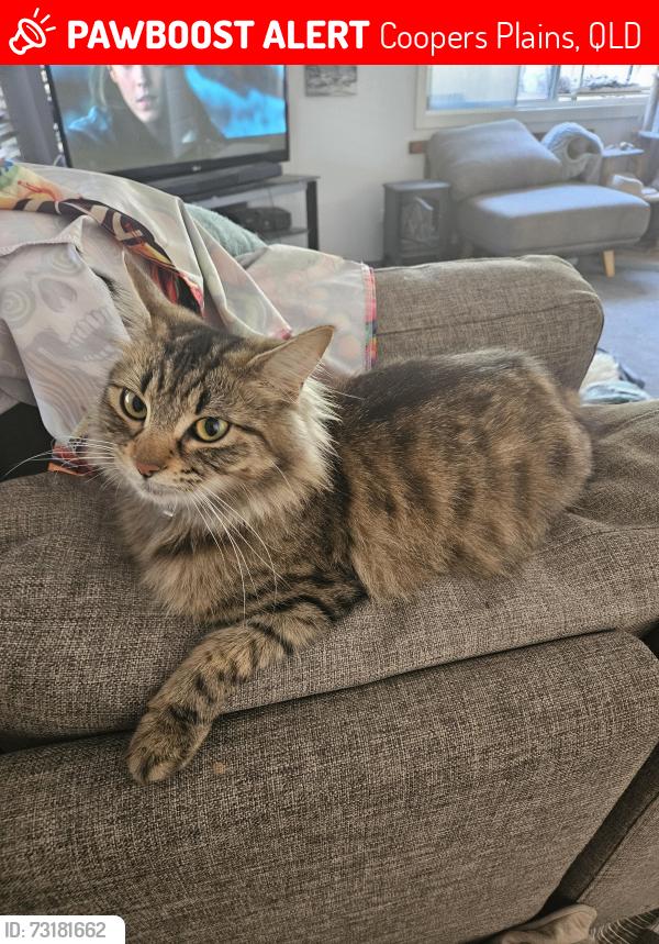 Lost Female Cat last seen Gaddes park, Bovey st, boundary Rd, Beenleigh Rd, Bannoon Station, Acacia ridge, Sunnybank , Runcorn and Sunnybank Hills are surrounding areas, Coopers Plains, QLD 4108