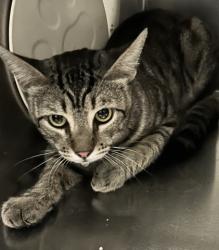 Shelter Stray Male Cat last seen Near BLOCK NILES ST, BAKERSFIELD CA 93305, 3951 Fruitvale Ave, Bakersfield, CA 93308, USA