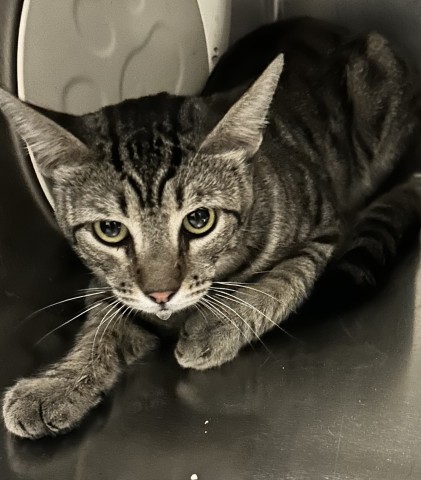 Shelter Stray Male Cat last seen Near BLOCK NILES ST, BAKERSFIELD CA 93305, 3951 Fruitvale Ave, Bakersfield, CA 93308, USA
