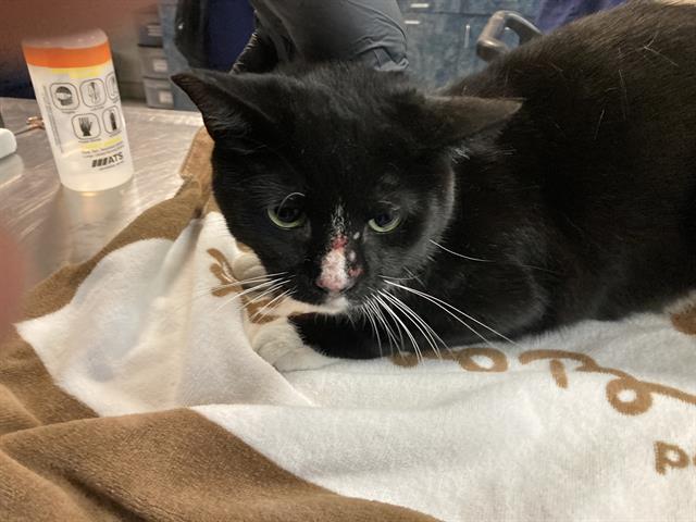 Shelter Stray Male Cat last seen Near BLOCK W WILLIAMS ST, LB CA 90813, 7700 E Spring St, Long Beach, CA 90815, USA