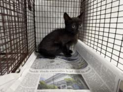 Shelter Stray Male Cat last seen , 14409 Vanowen St, Van Nuys, CA 91405, USA