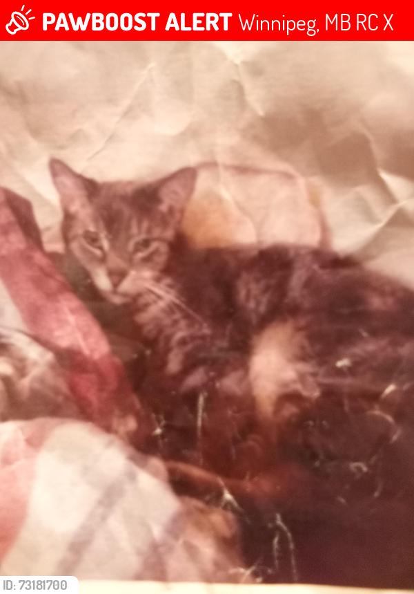 Lost Male Cat last seen Broadway, Winnipeg, MB R3C 1X6