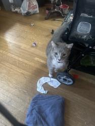 Found/Stray Female Cat last seen West 4th street, Grand Chute, WI 54914